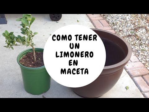 Como tener un limonero en maceta