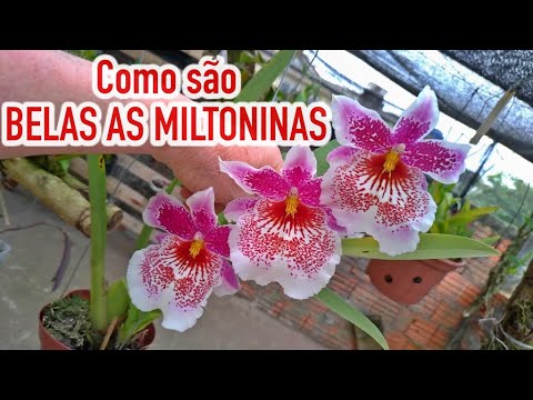 , title : 'Dicas Dona Maria - Como são BELAS AS MILTONIAS'