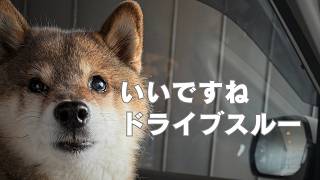 犬との暮らしでドライブスルーが大活躍？