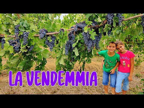 🍇🍷 LA VENDEMMIA: dalla Raccolta dell'uva alla Vinificazione - Az. Corte Beneficio, Coccanile (Fe)