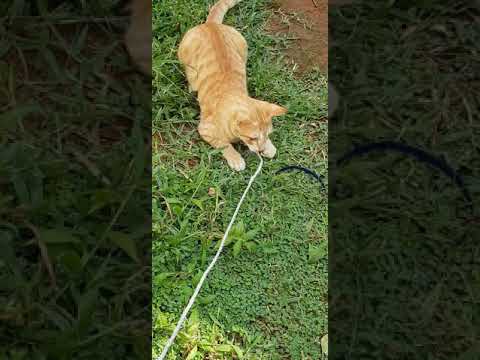 Cute golden cat playing with rope.