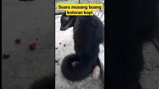 Download lagu suara musang buang kotoran kopi #kopi #kopiluwak mp3 Download lagu suara musang buang kotoran kopi #kopi #kopiluwak mp3