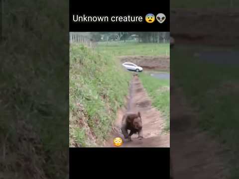 unknown creature | mysterious creature caught on camera 😨 #shorts #youtubeshorts #ytshorts #mystery