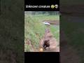 Unknown Creature Mysterious Creature Caught On Camera Shorts Youtubeshorts Ytshorts Mystery