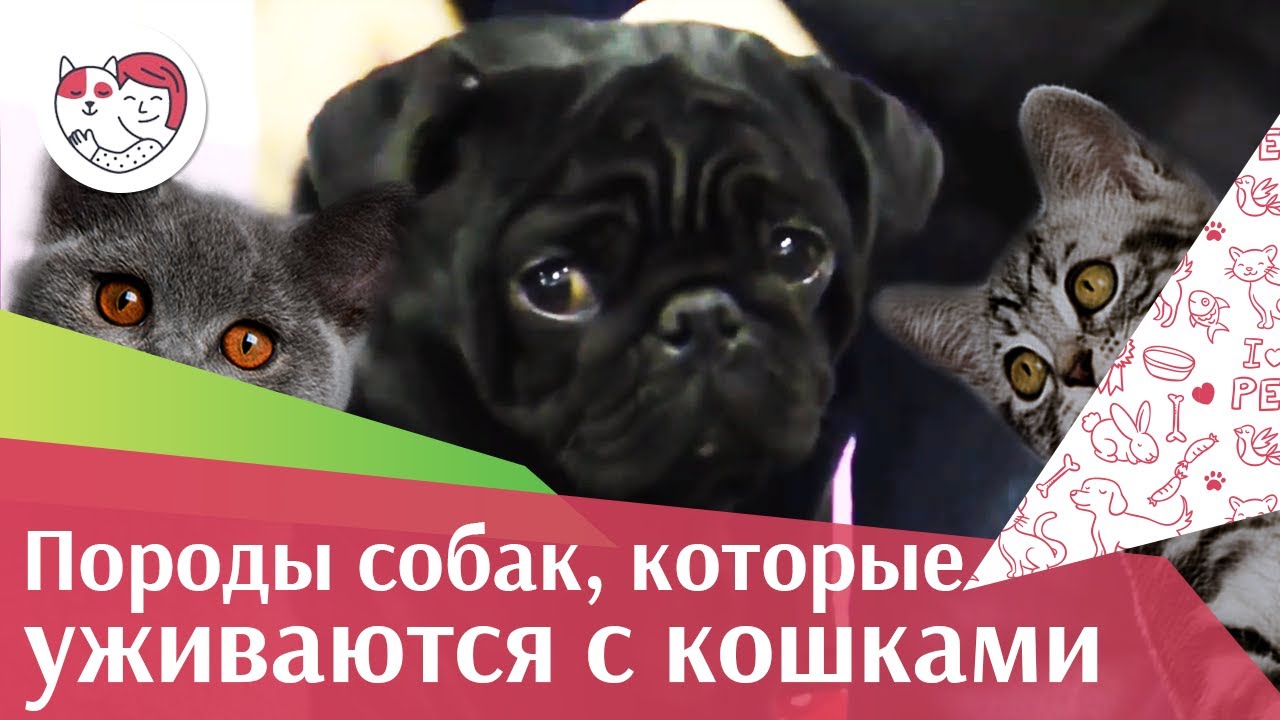 Породы собак, которые отлично уживаются с кошками на ilikept
