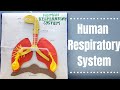 Human Respiratory System Model Project For School