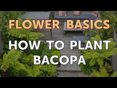 How to Get More Canna Lily Blooms