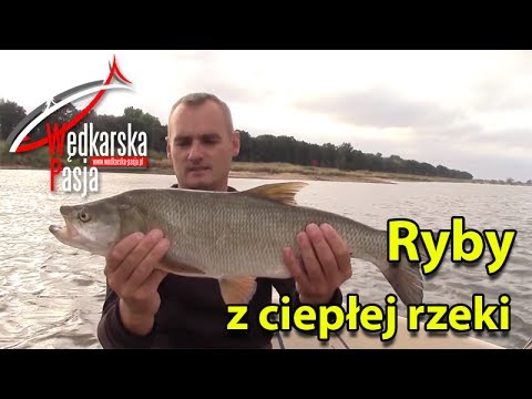 Ryby z ciepłej rzeki #76 | wakacyjny spinning nad rzeką | jaź kleń boleń HD