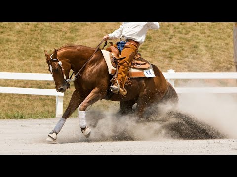 Race des États Unis - Le Quarter Horse, un cheval qui possède le plus grand effectif au monde