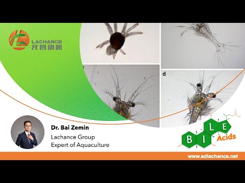 Bile Acids for Shrimp Disease || Prevention is Greater than Cure in Shrimp