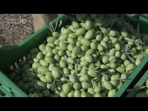 POSLANIKOVA s.a.v.s. MEDICINA, MASLINA - DRVO ŽIVOTA - HRANA I LIJEK...