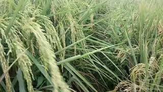 Download lagu Galur E351.galur terbaru asal indramayu,penemunya bernama Ardan abdullah/wardani mp3