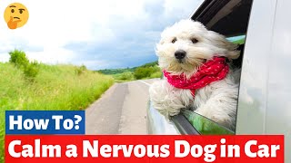 How to Calm a Nervous dog in the Car?