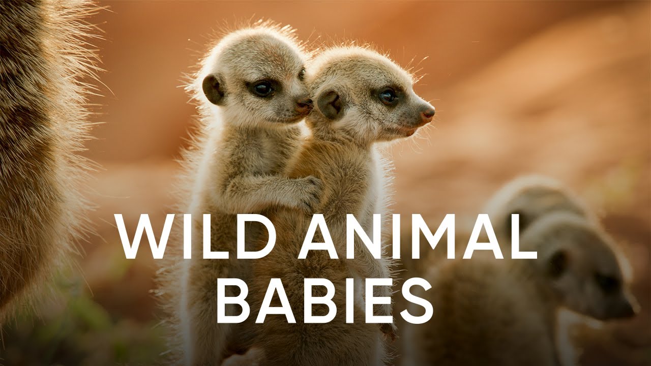 Wild Animal Babies | Sky Nature | Available Now