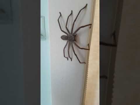ARANHA GIGANTE DA AUSTRÁLIA.