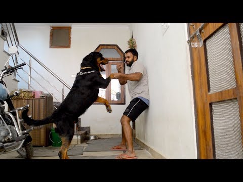 download lagu mp3 mp4 Rock Wheeler Dog, download lagu Rock Wheeler Dog gratis, unduh video klip Rock Wheeler Dog