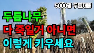 이영상 꼭 보세요! 이렇게 관리해야 두릅나무 안죽이고 잘 키울수있어요.