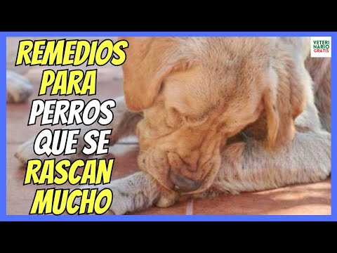 🆘 DOES MY DOG SCRATCH A LOT? 🆘 WHAT HOME REMEDIES CAN I GIVE HIM?