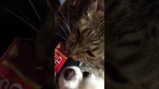 いぬ ねこ