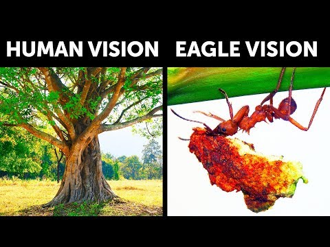 What If You Had Sharp Eagle Vision
