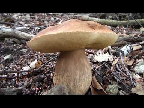 Da segni di vermi Naturale significa da lyambliya