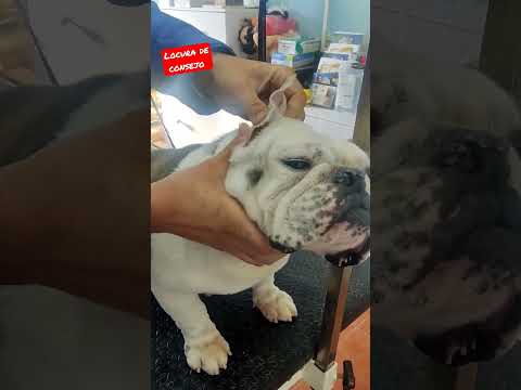 😀HOW TO CURE OTITIS in your PET (natural and cheap remedy)😀