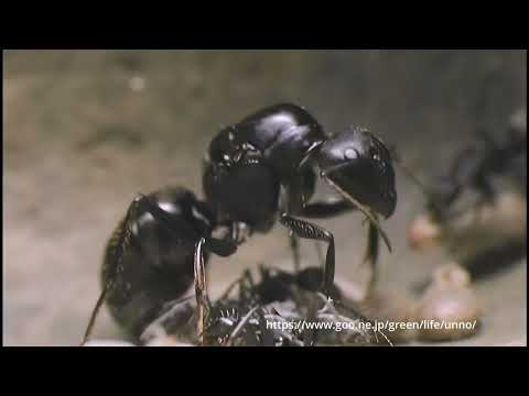 クロオオアリ、巣内の女王