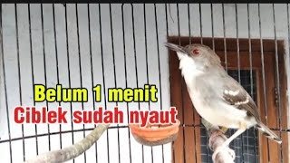 Download lagu Ciblek semi gacor bersautan dengan suara ciblek betina memanggil jantan mp3