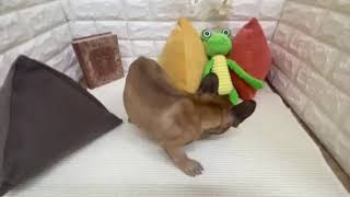 フレンチブルドッグの動画01