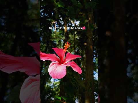 Flowers are the ultimate source of love 🌺