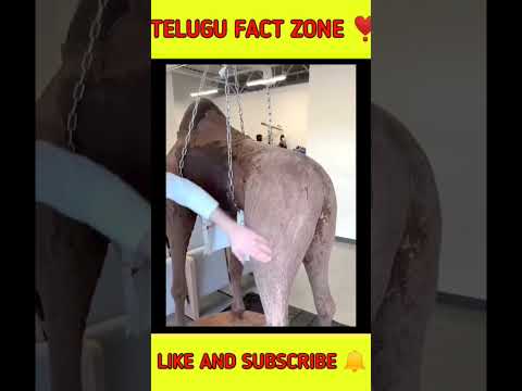 A big chocolate giraffe 🦒🦒 #viral #interesting #amazing short in telugu #telugu #trending #india  🇮🇳
