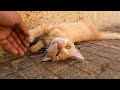 Fluffy Orange Cat Is Very Cute And Charming