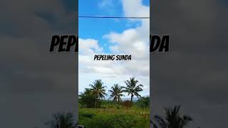 Download lagu PEPELING SUNDA kolot baheula bikin nangis, #Shorts,😭😭 mp3