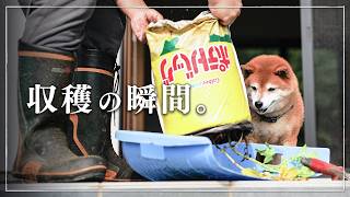 柴犬と暮らす｜ジャガイモ栽培で予想外の結果が！犬も驚きの収穫祭