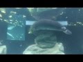 Walt Disney World Florida Manatee EPCOT S Living Seas With Nemo Friends Canon Rebel T4i