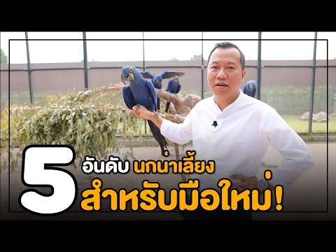 5 อันดับ นกน่าเลี้ยง สำหรับมือใหม่
