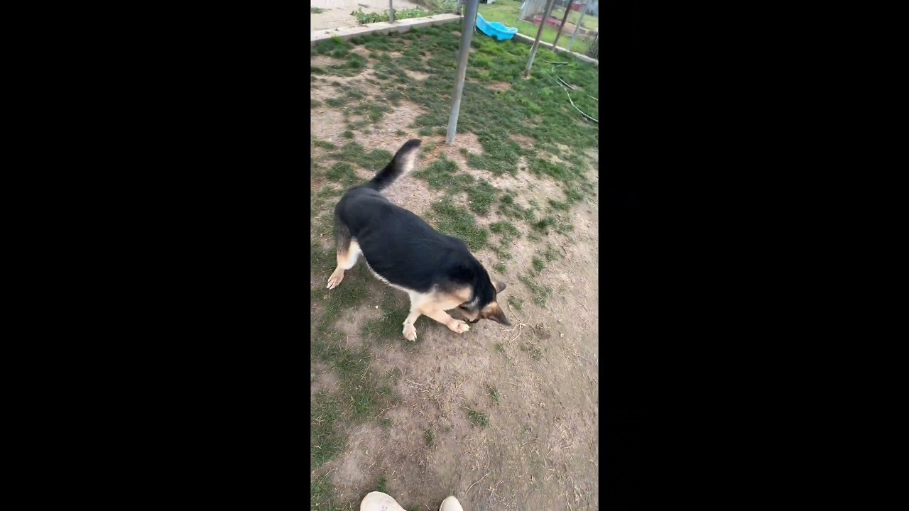 Enlarge Nekhet -- URGENT! LONGTIME RESIDENT!, an adoptable German Shepherd Dog in Thousand Oaks, CA video 2/2