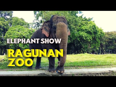 Ragunan Zoo, Elephant Show | Walking Tour Jakarta