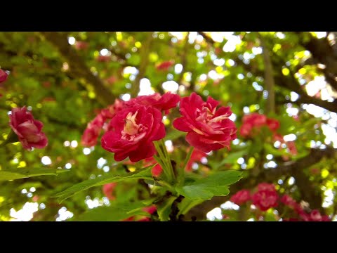 Crveni glog  (Crataegus oxyacantha)