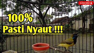 Download lagu PANCINGAN SOGON AGAR BUNYI || GACOR MEMANGGIL LAWAN. mp3