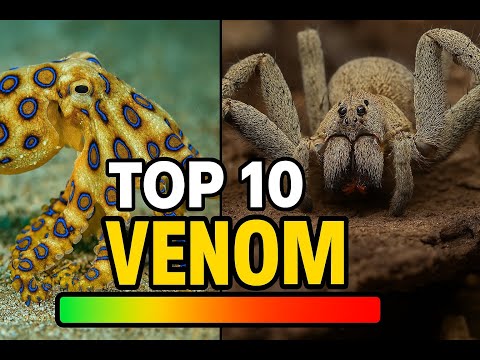 Top 10 Most Venomous Animals in the World