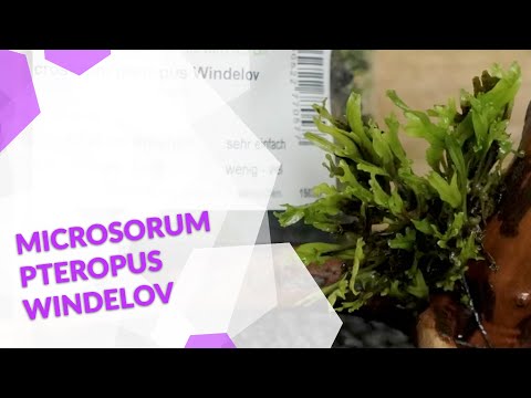, title : 'Microsorum pteropus crisped leaves Windelov Javafarn,  Aufsitzerpflanze  Javafarn für dein Aquarium'