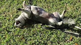 Post poo celebration Simon