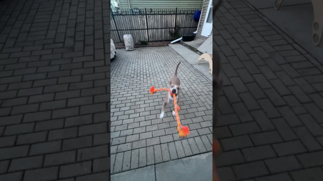 Almond Joy, a Adoptable Pit Bull Terrier in Chicago, IL video 6/6