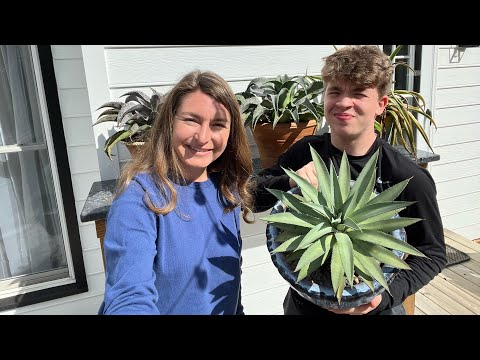 Is it time to release the Mangave & succulents in zone 7?