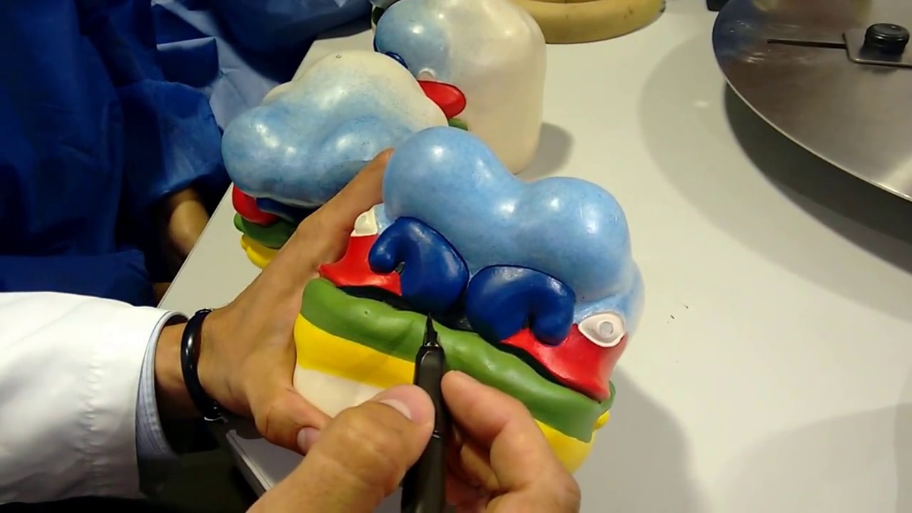 EMBRIOLOGIA DE CARA Dr. ALDANA