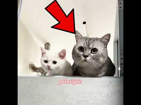 Este es un gatito muy 