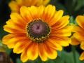 Yellow Flowers Beautiful Flower Images Pics Photos