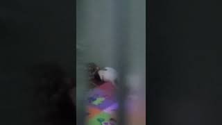 Download lagu intip tompel lagi tidur ama belang mp3