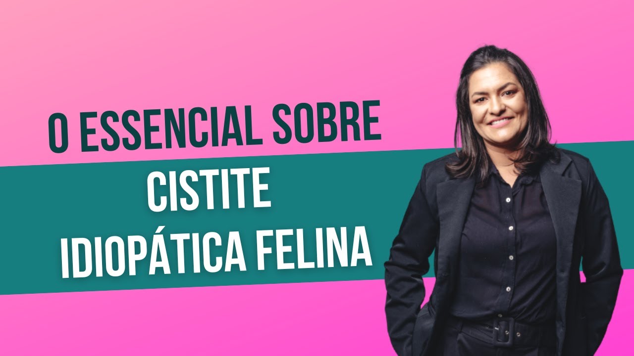 O essencial sobre cistite idiopática felina